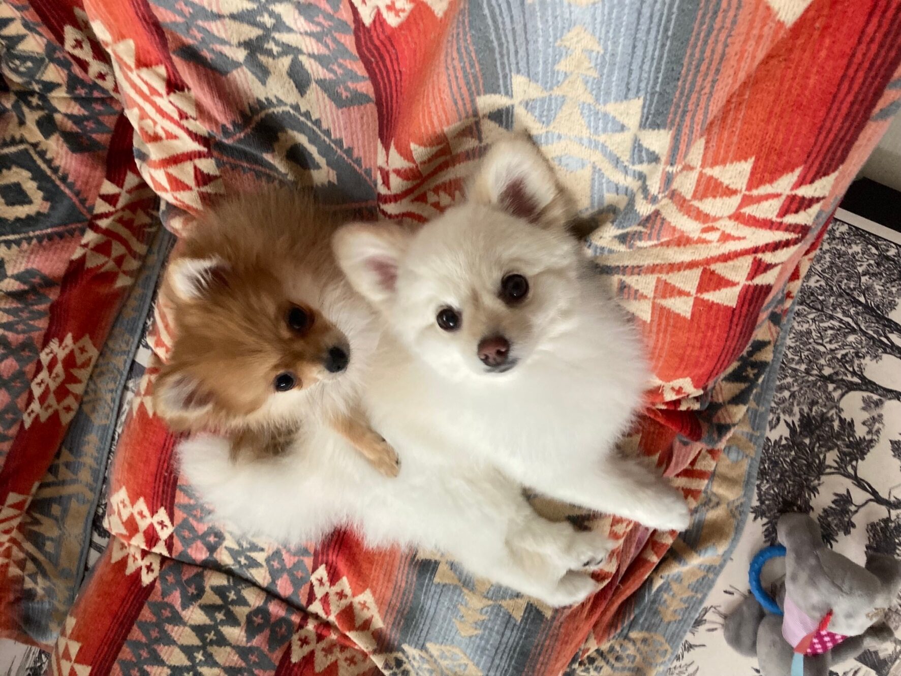 おこめとこむぎの自己紹介